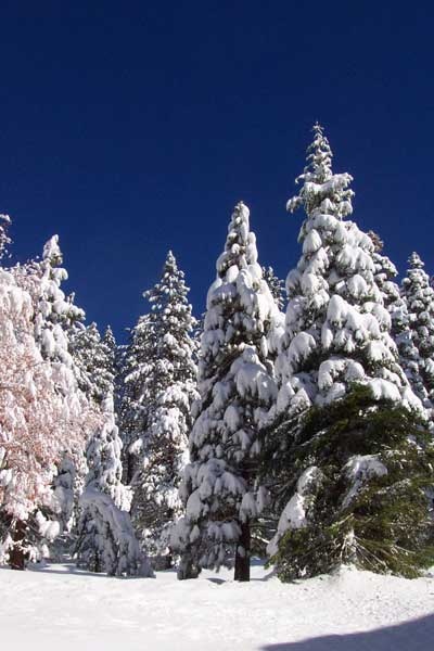 In Lake Tahoe it Snows